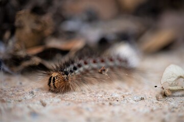 chenille dans le jardin