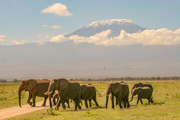 Fototapeta na wymiar Famille Eléphants Loxodonta africana devant le mont Kilimandjaro à Amboseli Afrique Kenya