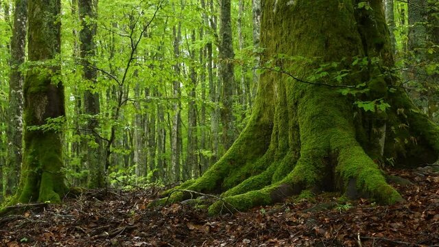 detail of the roots and trunk of beech with green moss in the beautiful forests of the Casentino natural park on the Apennines in Tuscany, Italy.