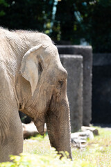 Fototapeta premium ゾウ