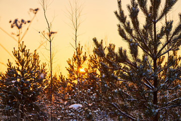 Trees during sunset in winter evening. Snow covered spruce branches in the rays of the evening winter sun