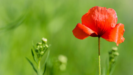 Fototapeta premium big beautiful red poppy in green grass. wild flower, poppy flower in daylight. aromatherapy, medicine, cosmetology. photographed in close-up. Soft focus, bokeh, blurred light green background. Europe