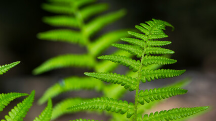 green fern leaves in the forest for background. Natural green fern leaves texture in the forest close up on a blurred background. foliage natural floral background of fern in sunlight. close-up
