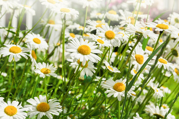 White daisies in a field outdoors in summer
