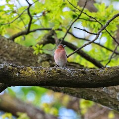 robin on a branch