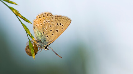 Beautiful Polyommatus icarus on the summer meadow. The side view of a blue butterfly. Insect with pattern wings. macro photo of nature. isolated on light background, place for text