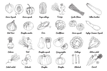 Vector food icons of vegetables. Colored sketch of food products. Pumpkin, cucumber, eggplant, turnip, pumpkin, salad, beet