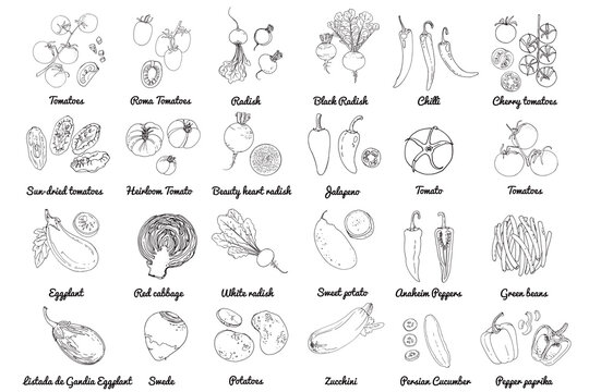 Vector food icons of vegetables. Colored sketch of food products. Tomato, pepper, eggplant, salad, herbs, spices, radish