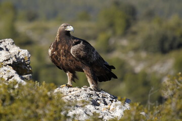 Fototapeta premium Águila Real (Aquila chrysaetos) Golden eagle