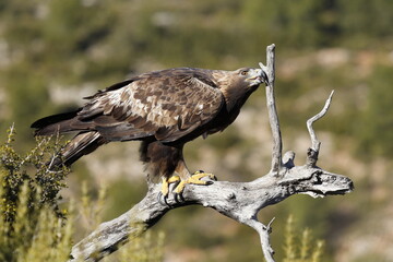 Águila Real (Aquila chrysaetos) Golden eagle