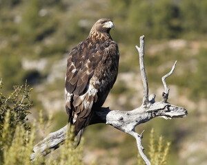 Águila Real (Aquila chrysaetos) Golden eagle