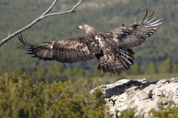 Obraz premium Águila Real (Aquila chrysaetos) Golden eagle