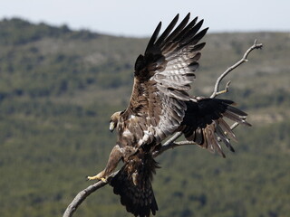 Águila Real (Aquila chrysaetos) Golden eagle