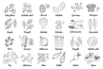 Vector food icons of vegetables. Colored sketch of food products. Pine nut, artichoke, pistachios, White onion, asperagus, olives, shallot, Colored carrots, microgreen, green beans