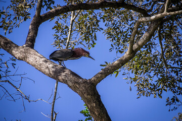 Birds, Pantanal, Brazil. Typical fauna of outback of Pantanal, Brasil.