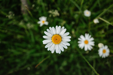 Obraz premium Detail of fresh daisy flowers. Spring flower close up.Meadow full of wonderful fabulous daisies. Blooming white daisy selective focus.Romantic bright wallpaper.Mothers day Valentine background.