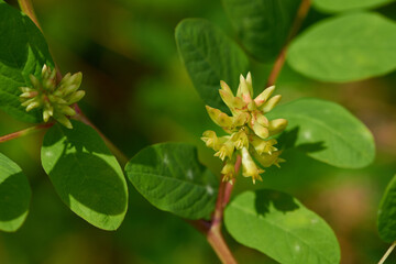 Bärenschote (Astragalus glycyphyllos)	