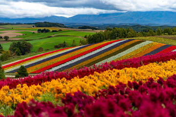 hills covered with colorful flowers