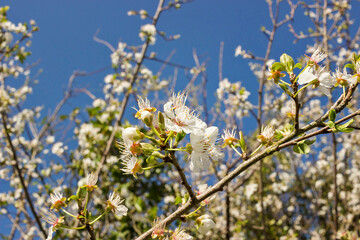 The rebirth of flora in spring in the Basque Country