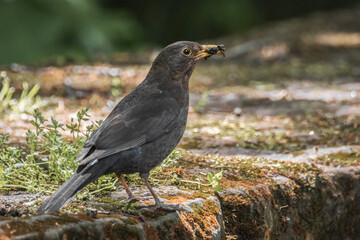 Amsel mit Insekten im Schnabel