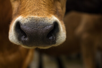 Brown Dairy cow nose closeup with copy space