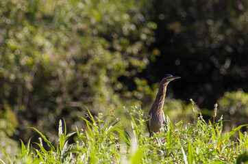Birds, Pantanal, Brazil. Typical fauna of outback of Pantanal, Brasil.