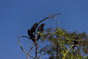 Birds, Pantanal, Brazil. Typical fauna of outback of Pantanal, Brasil.