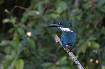Bird, Pantanal, Brazil. Typical fauna of outback of Pantanal, Brasil.