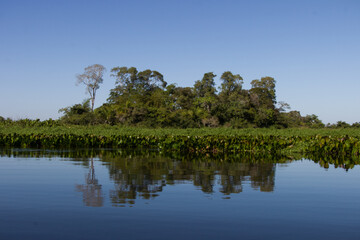 Pantanal, Brazil. Typical landscape in outback of Pantanal, Brasil.