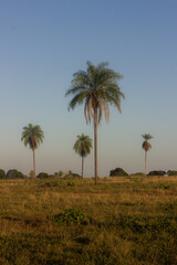 Pantanal, Brazil. Typical landscape in outback of Pantanal, Brasil.