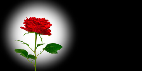 Beautiful red rose, tea rose Red intuition (DELstriro) on an abstract black background. Side view,...
