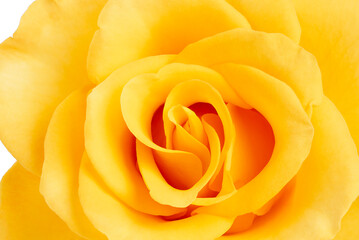 Beautiful yellow rose, hybrid tea rose variety David Austin Roses, close-up, top view.