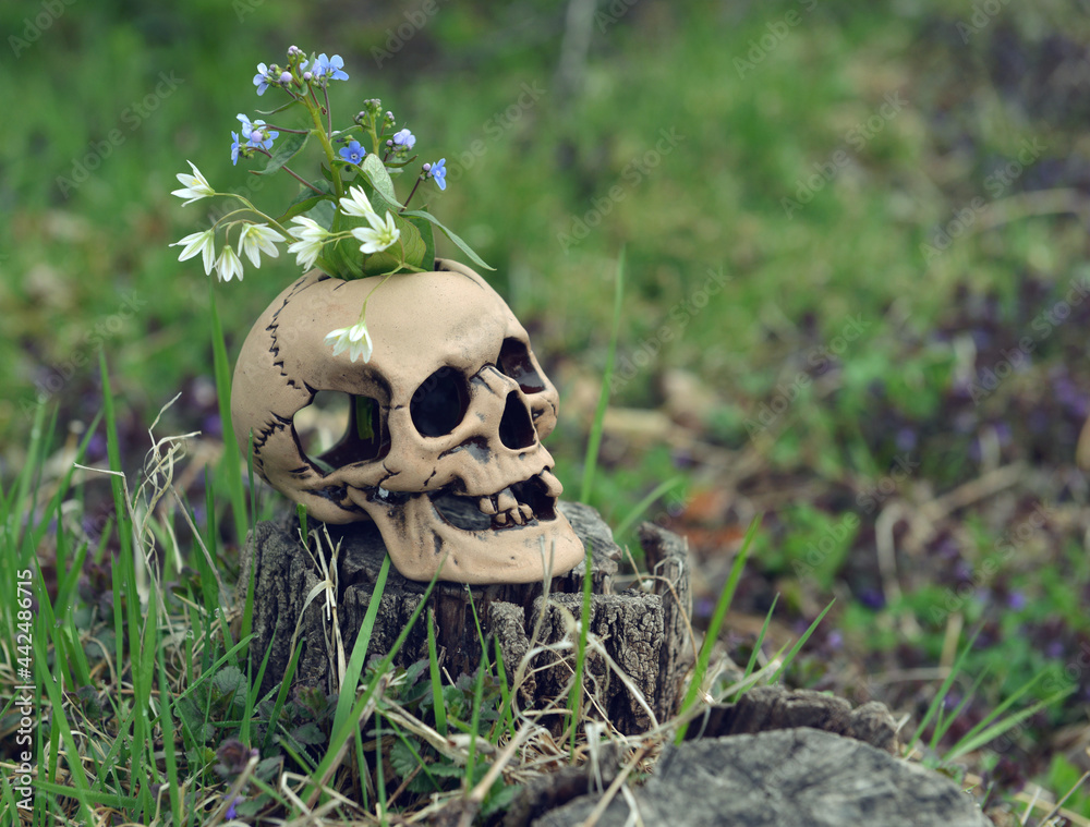 Wall mural skull with flowers for beltane magic ritual in spring outside.