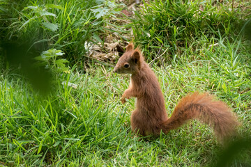 Young Eurasian Red Squirrel (Sciurus vulgaris) standing on hind legs