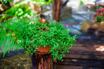 close-up natural background of waterfall On the edge of the cliff, surrounded by rocks, there are various flowers and mist floating in a blur.