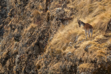 Walia Ibex - Capra walie, beautiful endemic ibex from Simian mountains, Ethiopia. - obrazy, fototapety, plakaty