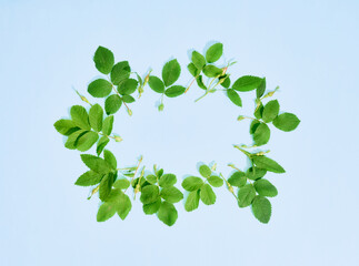 Obraz premium Frame with pink flowers of wild roses on a blue background. Flat lay, top view.