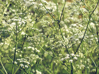 Small white flowers on a green background  close-up.