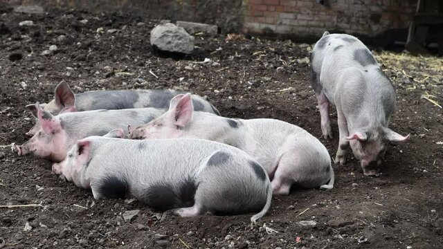 piglets sleeping a feeding in a farm.