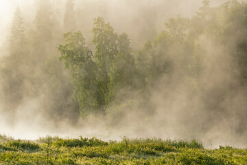 Silver birch (Betula pendula) in morning mist rising from the river after sunrise. Oulanka National Park, Northern Finland © Kersti Lindström