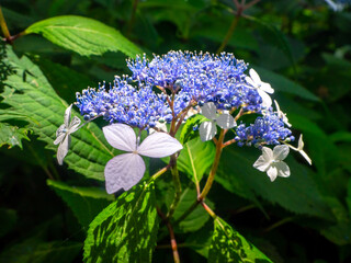 Wild hydrangea flowers blooming in a mountain (Mt.Kakuda, Nishikan, Niigata, Japan)