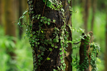 Parasitic vine wrapped around tree trunk in tropical forest