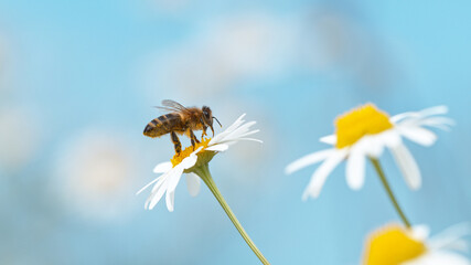Close up macro shot of honey bee flying and collecting nectar pollen on white daisy flowers.