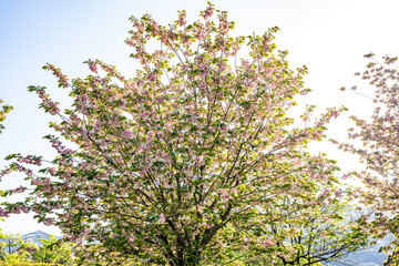 八重桜2021