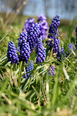 Fototapeta premium Blue, blossom spring plant grape hyacinth. The beginning of spring. Pollen-producing spring plant grape hyacinth. A sign of the first warm spring days 