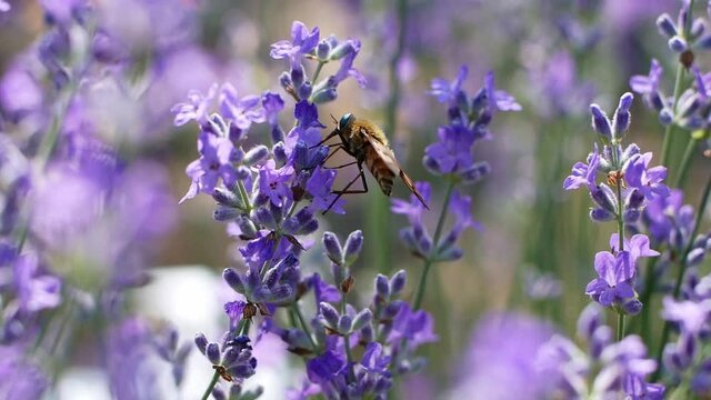 A butterfly collects pollen on lavender flowers. Closeup of insect and lavender flowers. Blooming purple fragrant lavender flowers on the field.
