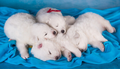 Four small one month old cute white Samoyed puppies dogs