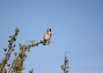 Goldfinch perching on a gorse bush

