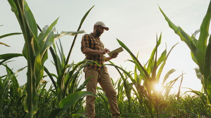 Agronomist farmer man using digital tablet computer in a young cornfield at sunset or sunrise - obrazy, fototapety, plakaty