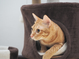 Closeup orange cat in cat condo looking for something